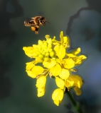 Eine von vielen Arbeitsbienen