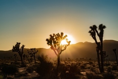 Joshua Tree National Park